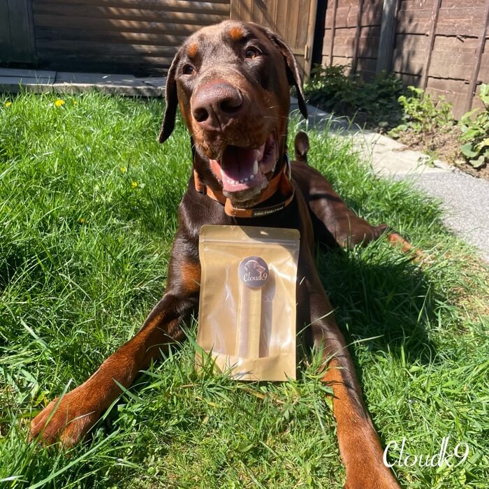 Doberman lying on grass beside a pack of a Cloud K9 yak chew.
